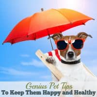 Do you have pets? Maybe a grumpy cat or a big ole dog? These genius pet tips will keep your animals healthy and happy all year long. Coconut oil makes an appearance in these tips ~ Find out it’s amazing use!