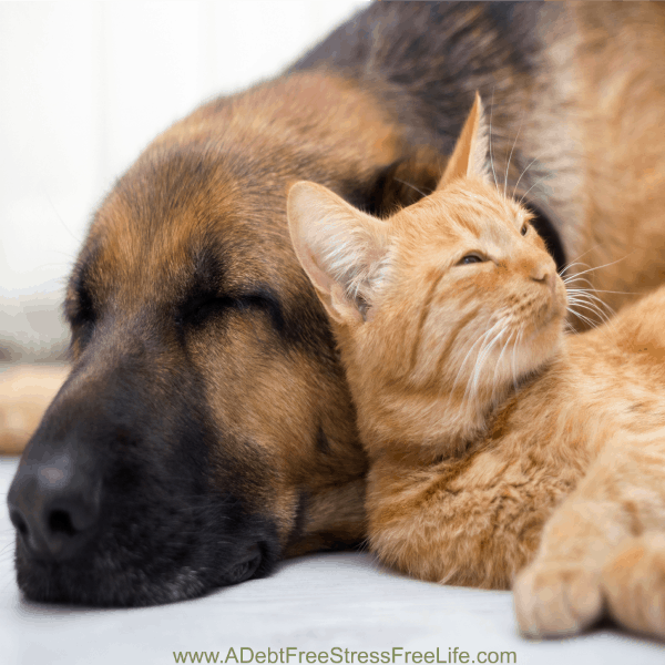 Do you have pets? Maybe a grumpy cat or a big ole dog? These genius pet tips will keep your animals healthy and happy all year long. Coconut oil makes an appearance in these tips ~ Find out it’s amazing use! 