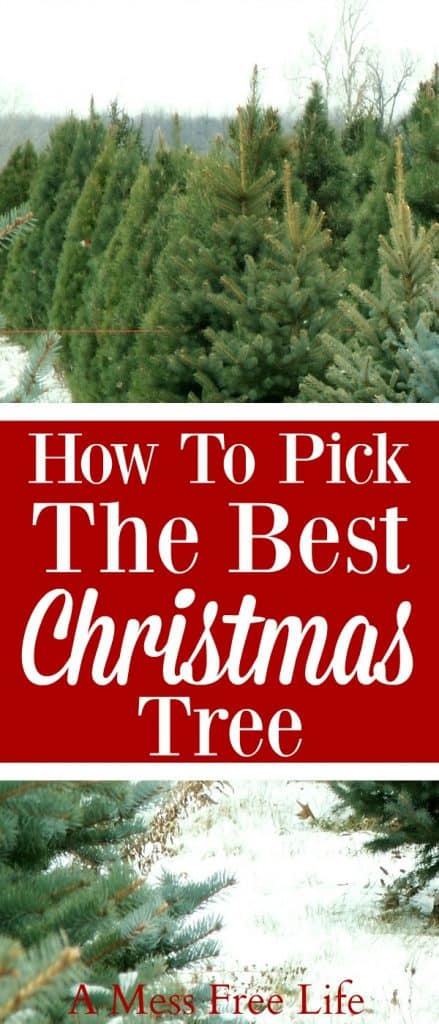 How To Pick The Best Christmas Tree - A Mess Free Life