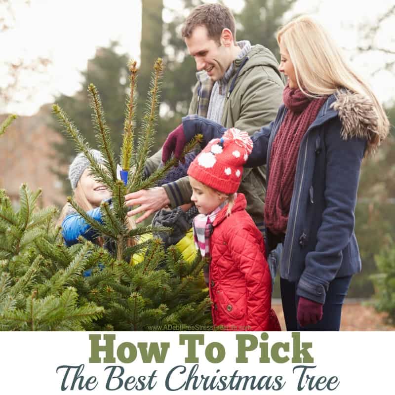 A tree is not a tree. Not when picking out your Christmas Tree! Learn what to look for and to avoid when purchasing your live Christmas Tree! 
