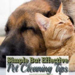 My pets can create a big mess, but with these tips and strategies clean up is a breeze. No yucky smells, no messes either. Great tips!
