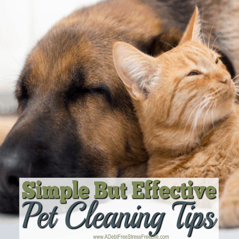 My pets can create a big mess, but with these tips and strategies clean up is a breeze. No yucky smells, no messes either. Great tips!