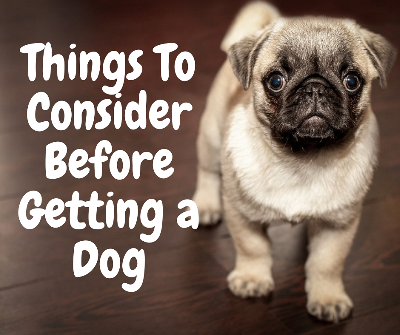 6 Things to consider Before Getting A Dog